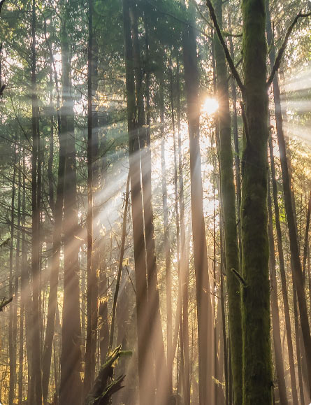 Sun rays shining through a forest